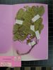 Herbarium sample